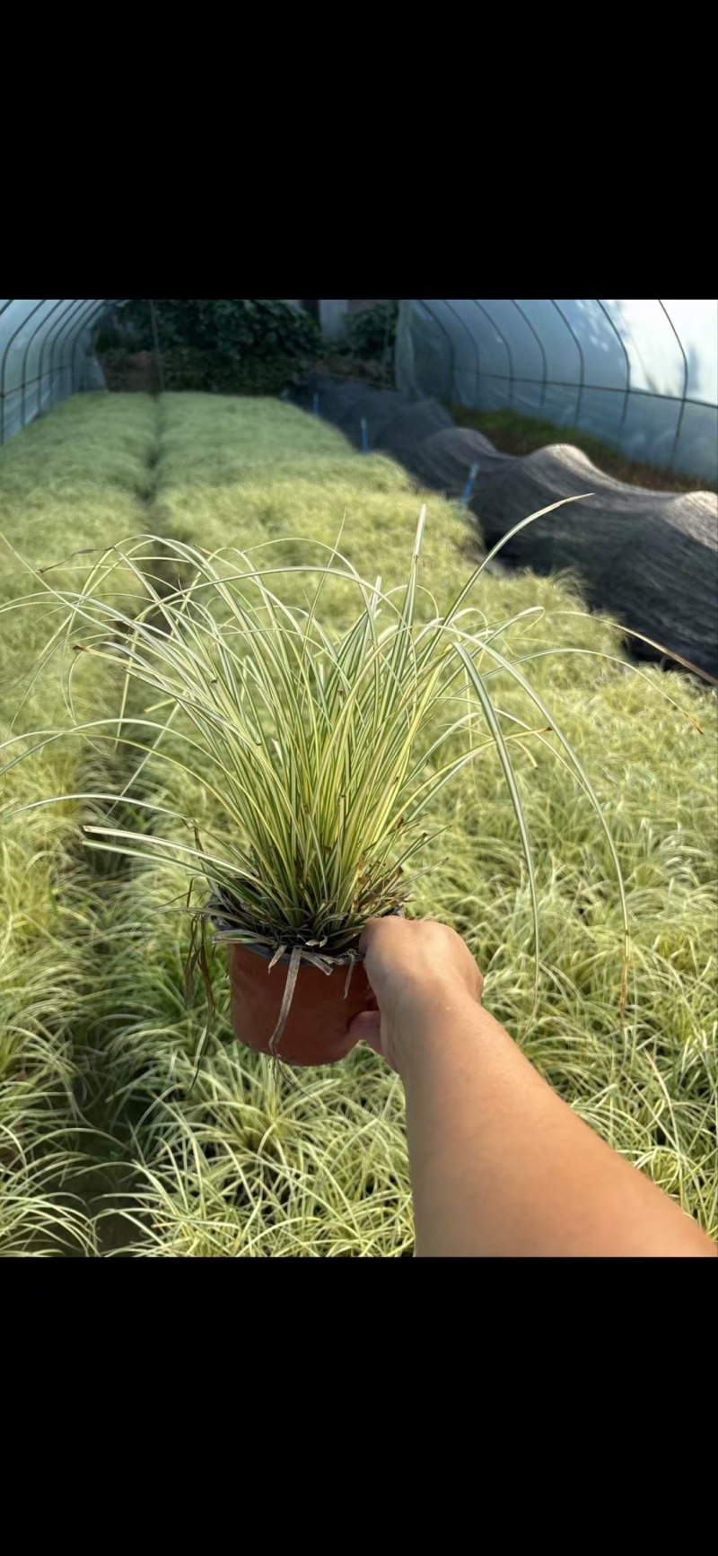 贵州金叶苔草批发贵州苗木基地供应各类规格金叶苔草基地