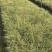 贵州金叶苔草批发贵州苗木基地供应各类规格金叶苔草基地