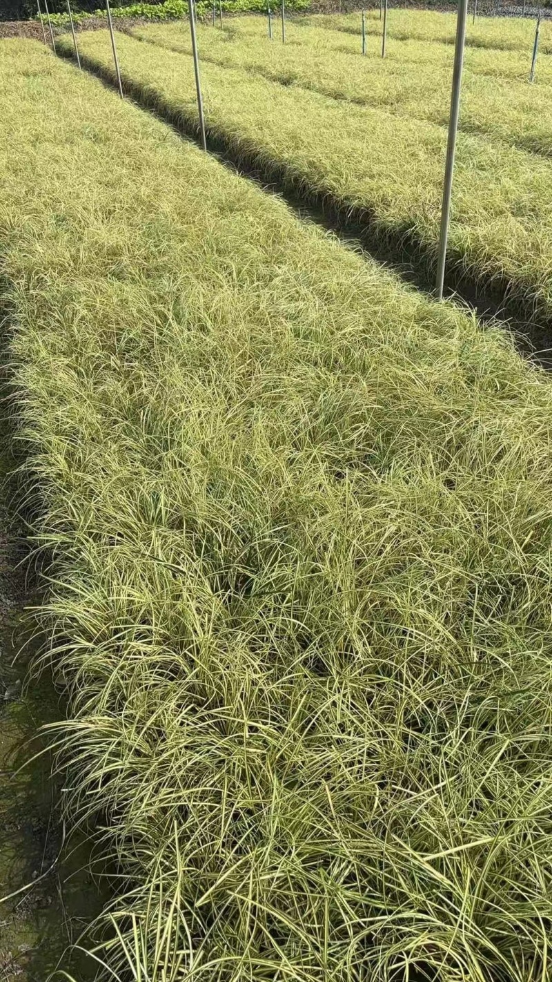 贵州金叶苔草批发贵州苗木基地供应各类规格金叶苔草基地