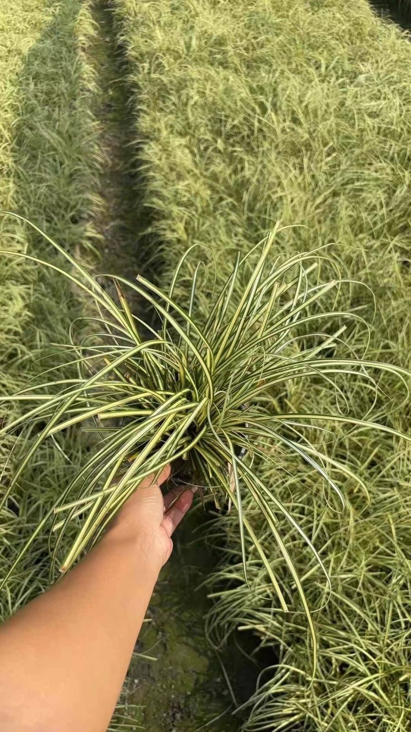 重庆金叶苔草批发重庆苗木基地供应各类规格金叶苔草基地