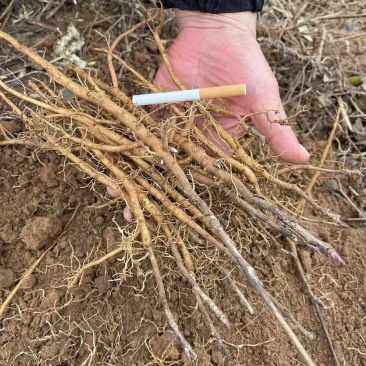 一年牡丹苗三百万颗