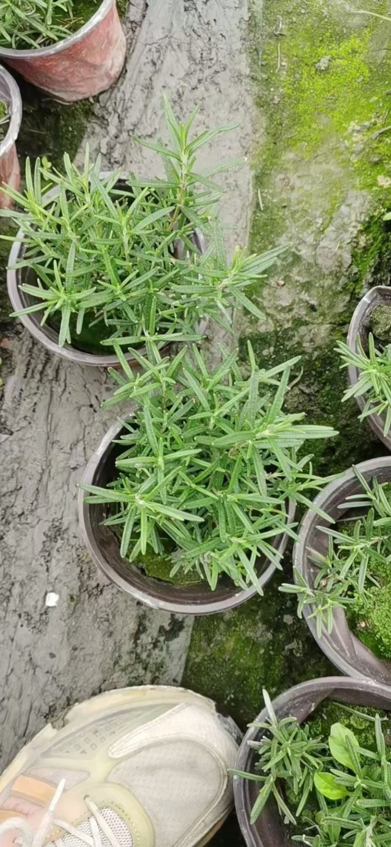 贵州迷迭香批发贵州苗木基地供应各类规格迷迭香基地