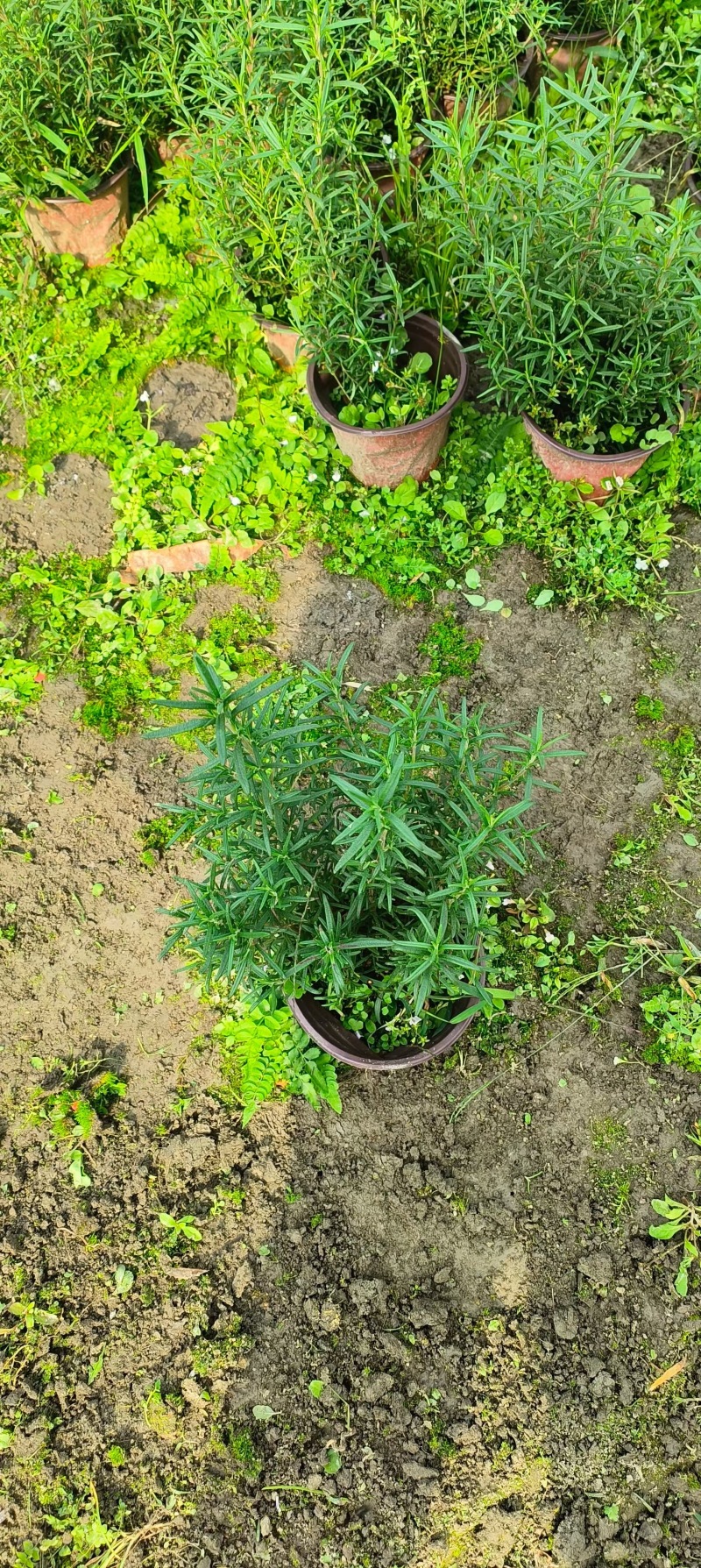 贵州迷迭香批发贵州苗木基地供应各类规格迷迭香基地