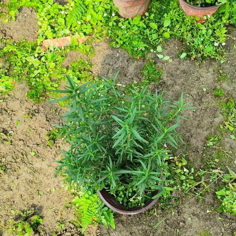 重庆迷迭香批发重庆苗木基地供应各类规格迷迭香基地