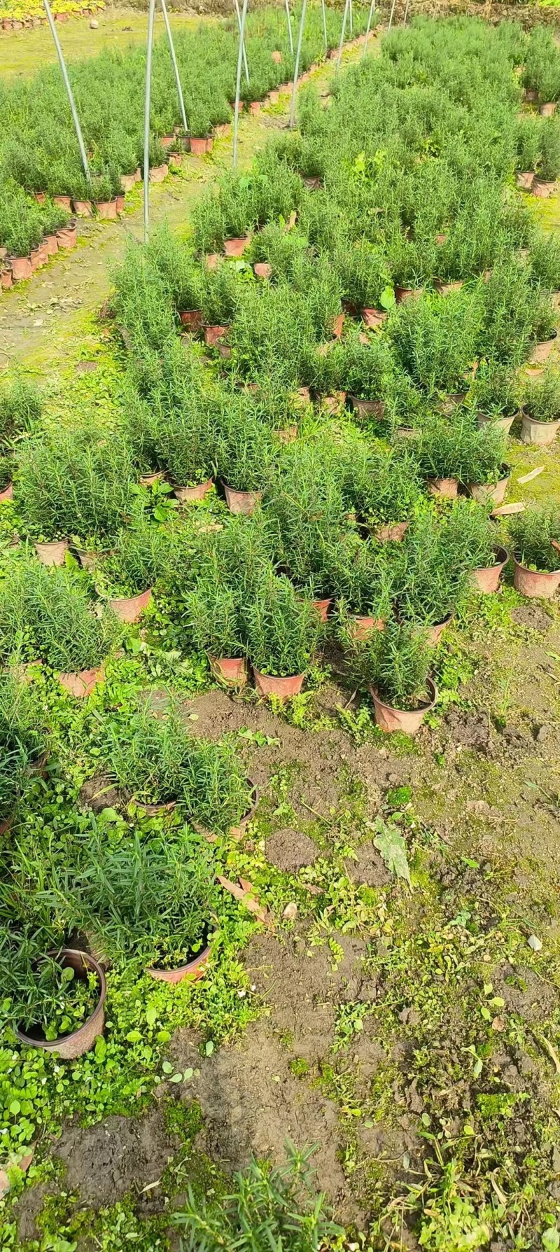 重庆迷迭香批发重庆苗木基地供应各类规格迷迭香基地