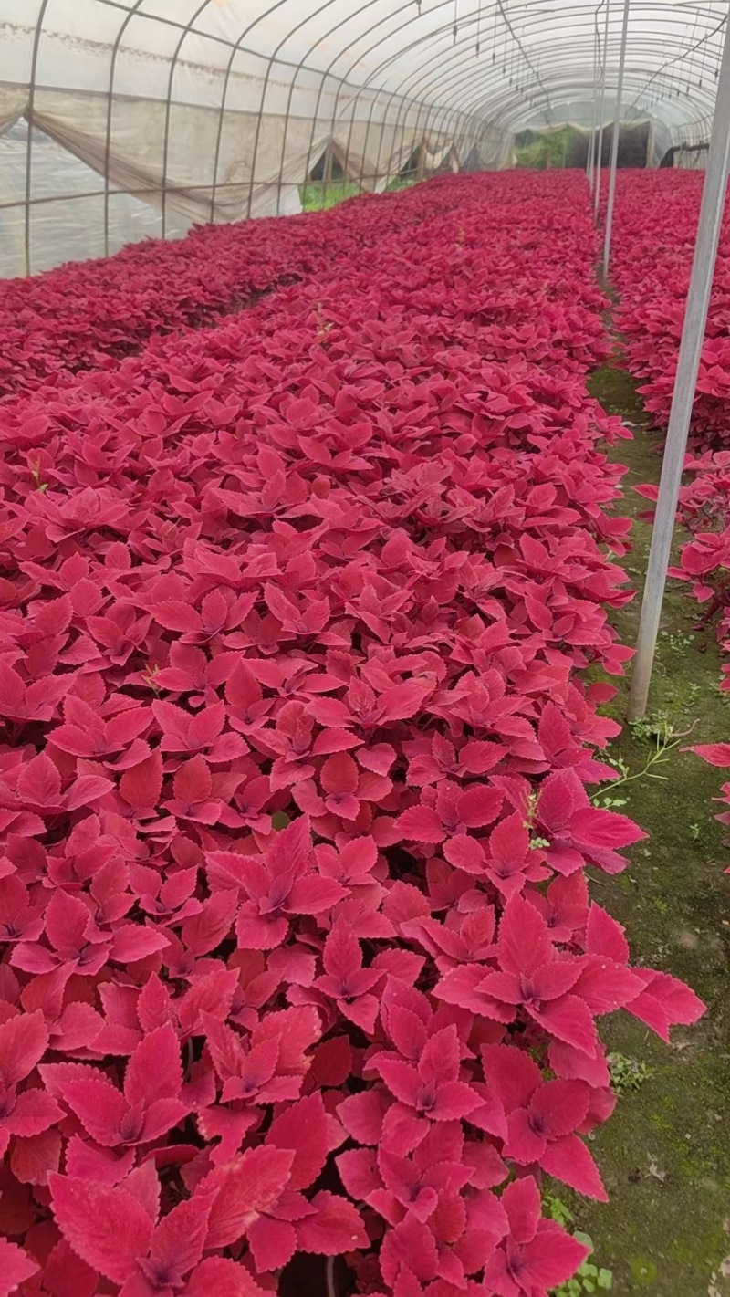 成都彩叶草批发成都苗木基地供应各类规格彩叶草基地