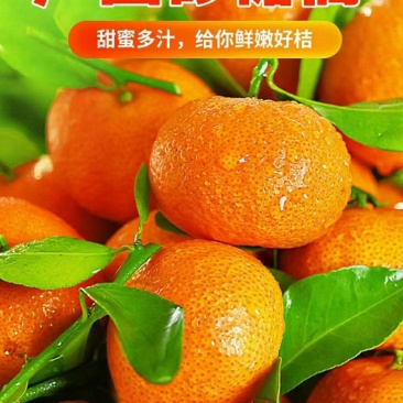 广西精品砂糖橘产地发货一手货源批发品质保证价格便宜