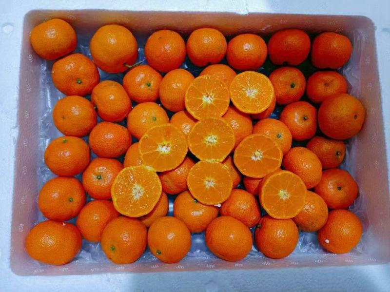 广西精品砂糖橘产地发货一手货源批发品质保证价格便宜