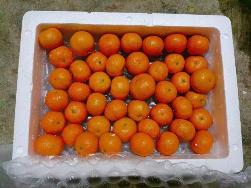 广西精品砂糖橘产地发货一手货源批发品质保证价格便宜