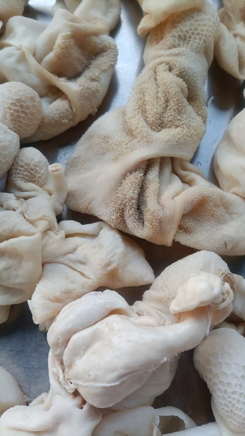 羔羊净肚免洗直接下锅无水无碱发国产每天加工大量批发