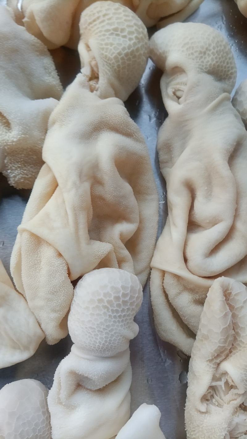 羔羊净肚免洗直接下锅无水无碱发国产每天加工大量批发
