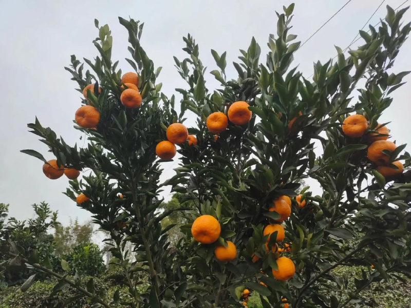 湖北碰柑芦柑产地直发一手货源品质保障欢迎咨询