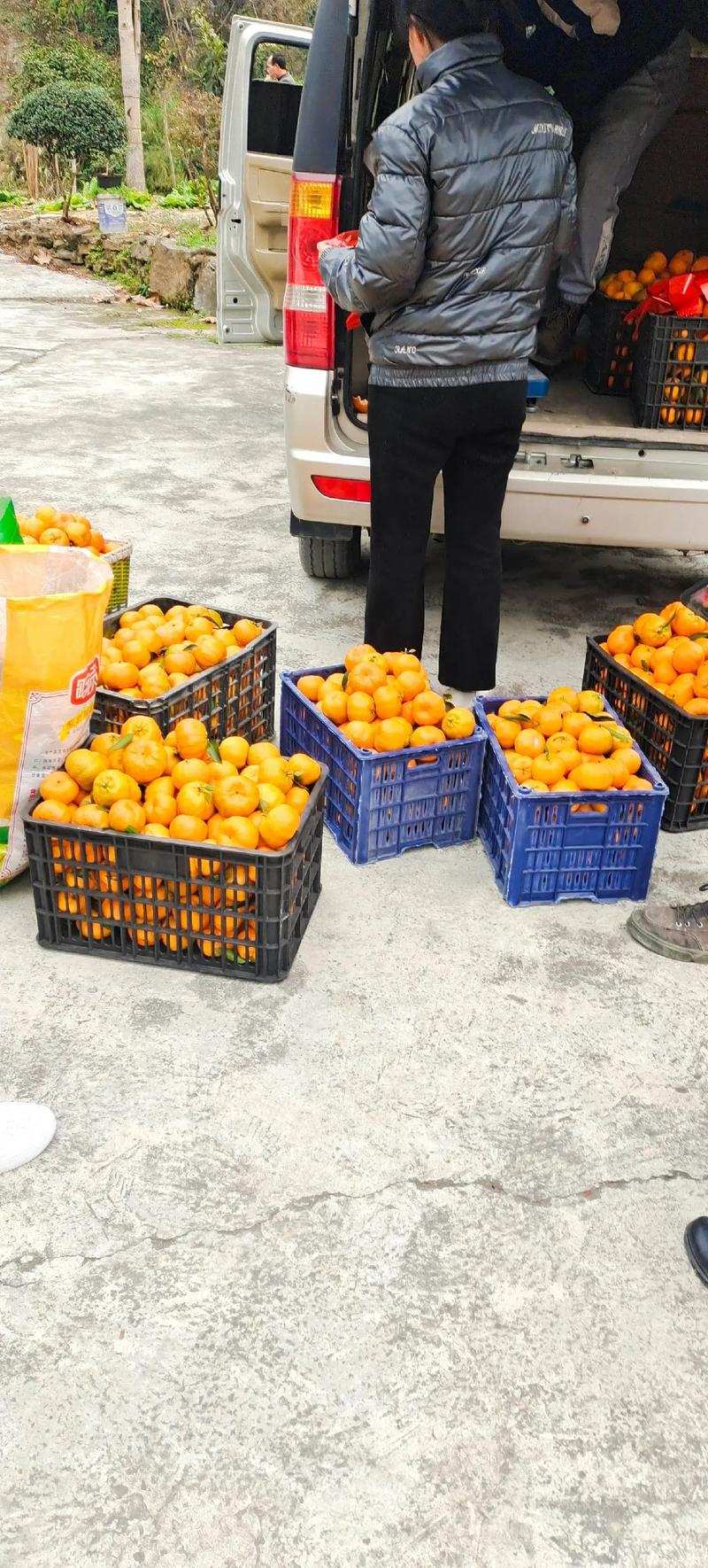 湖北碰柑芦柑产地直发一手货源品质保障欢迎咨询