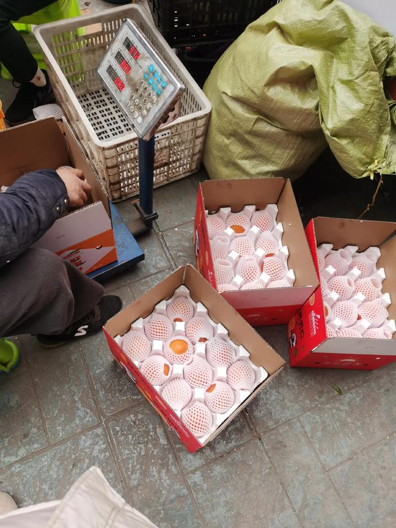 湖北碰柑芦柑产地直发一手货源品质保障欢迎咨询