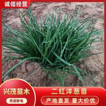 26年二红洋葱苗大量有货自产自销量大从优批发市场价格优惠