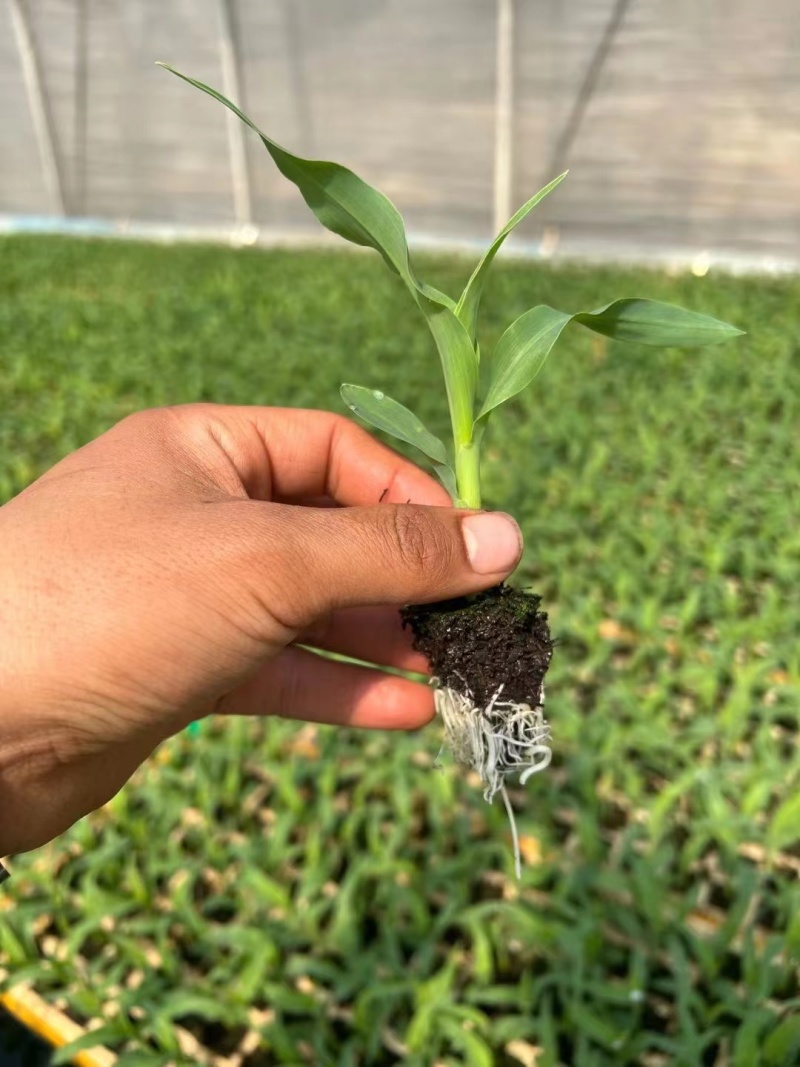 精品玉米苗成熟周期快保质保量提供技术指导成活率高