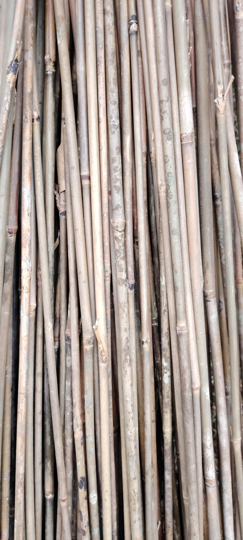 福建香妃竹