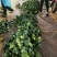 【出货快】西蓝花产地直发无虫眼无土质质量好进店咨询