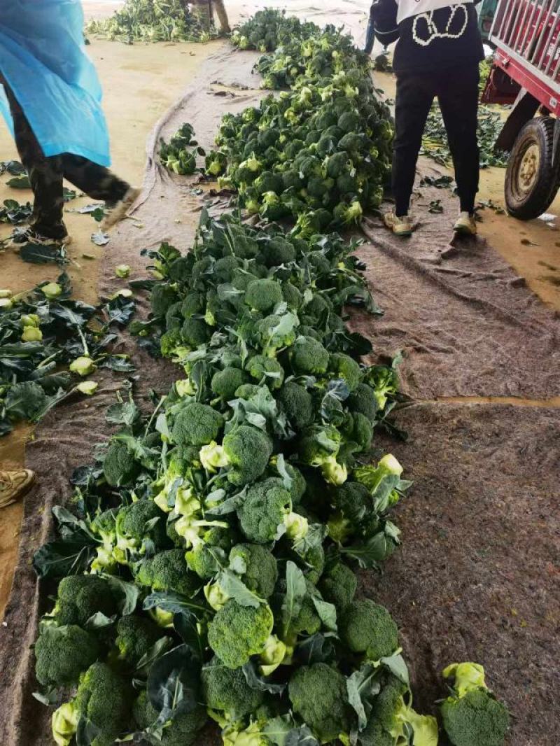 【出货快】西蓝花产地直发无虫眼无土质质量好进店咨询