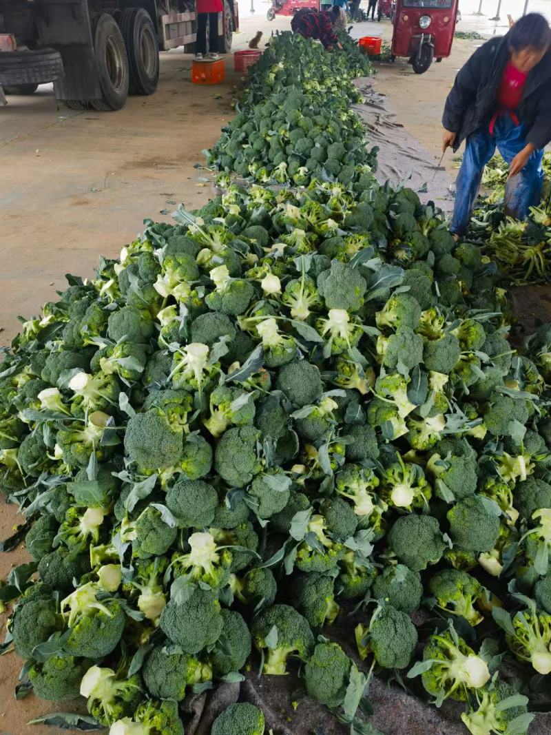 【出货快】西蓝花产地直发无虫眼无土质质量好进店咨询