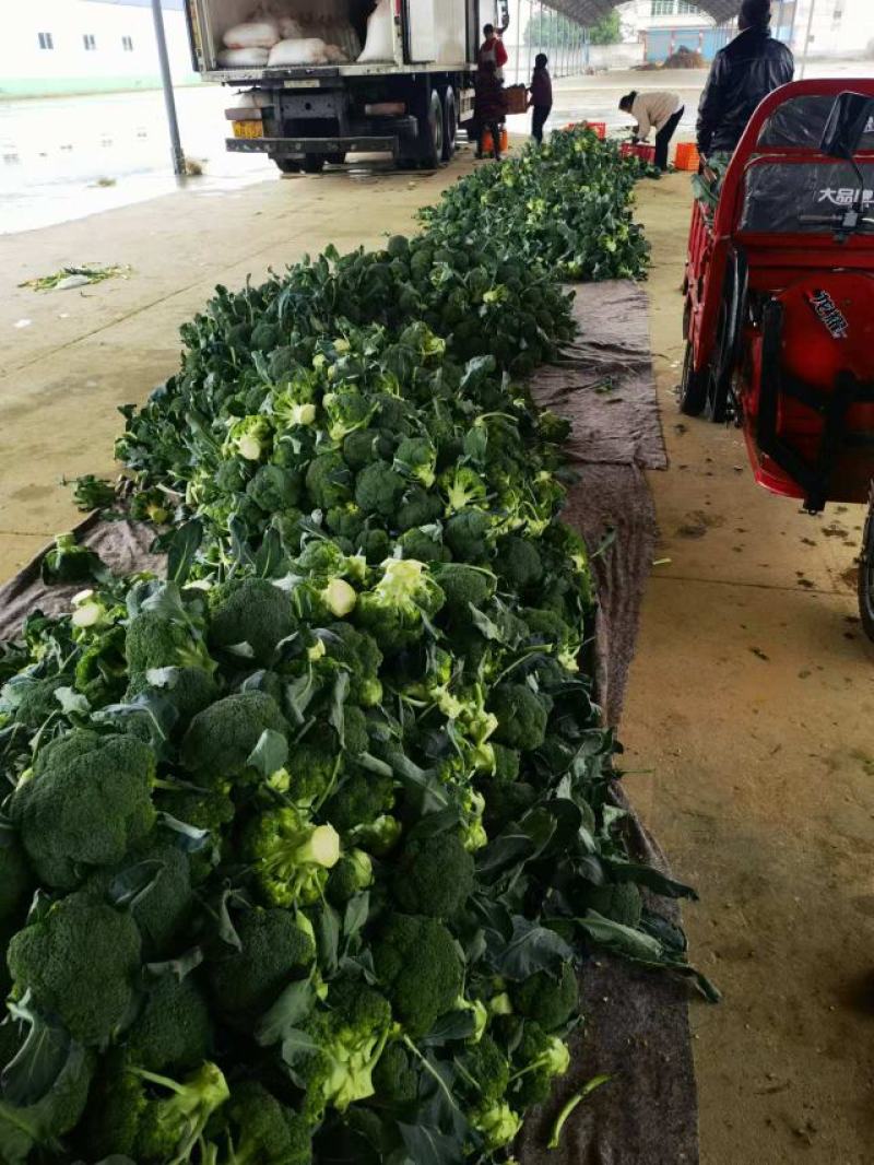 【出货快】西蓝花产地直发无虫眼无土质质量好进店咨询