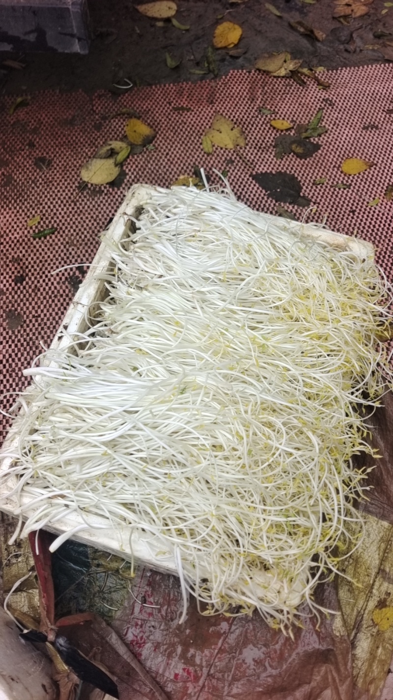 芹芽