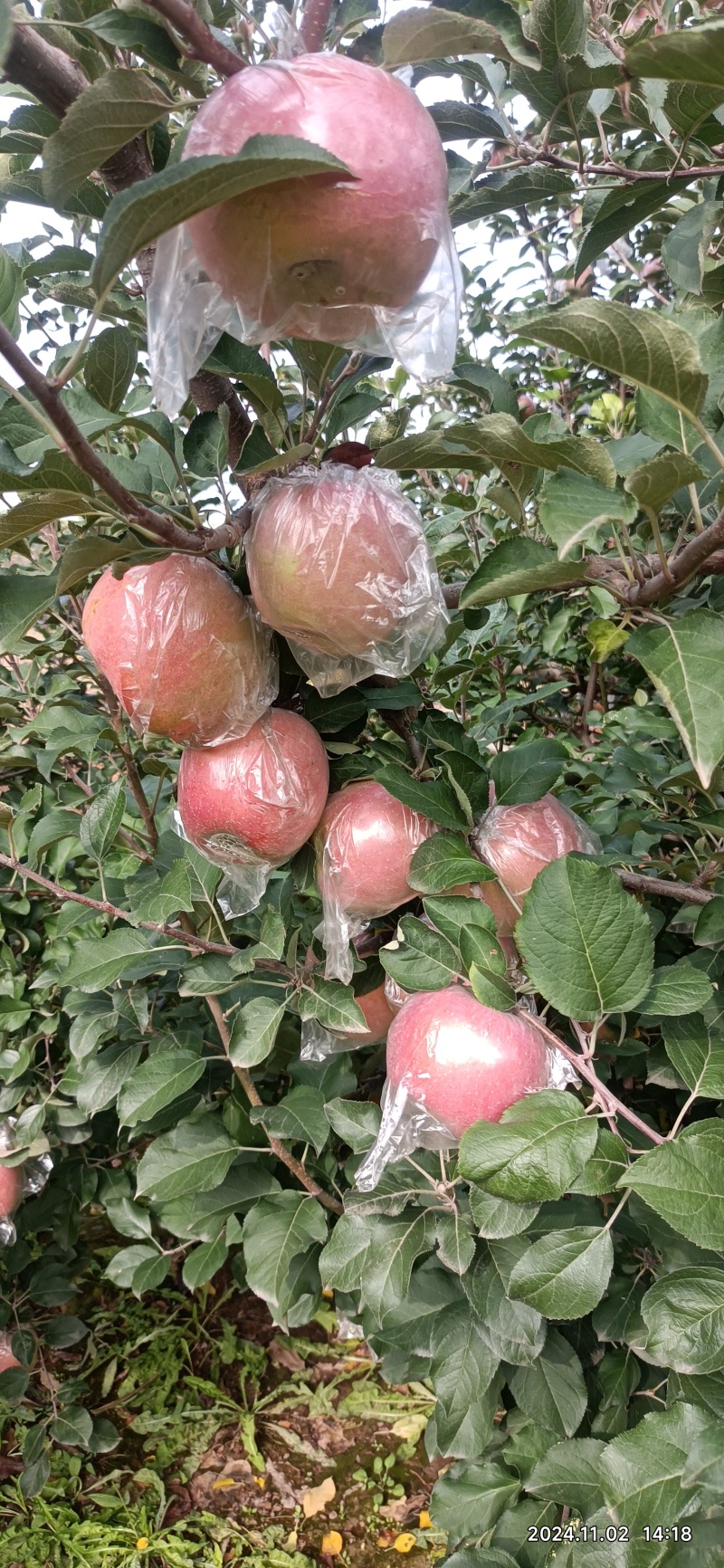 运城红富士苹果脆甜可口果面干净耐储运