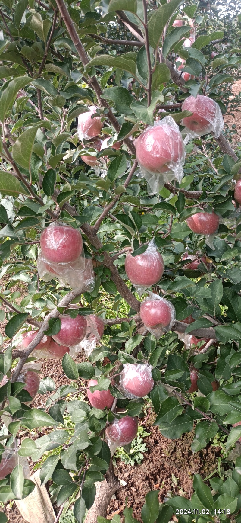 运城红富士苹果脆甜可口果面干净耐储运