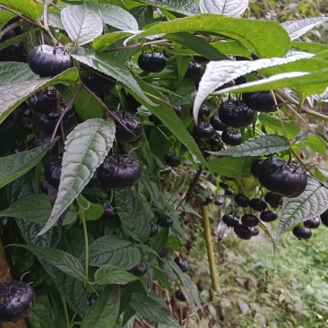红果参，蜘蛛果，算盘果