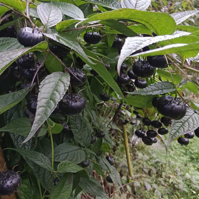 红果参，蜘蛛果，算盘果