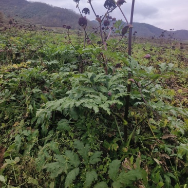 优质中药材独活根茎，场地直发，货源充足。