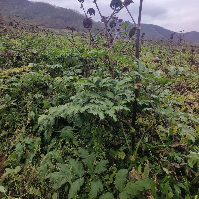 优质中药材独活根茎，场地直发，货源充足。