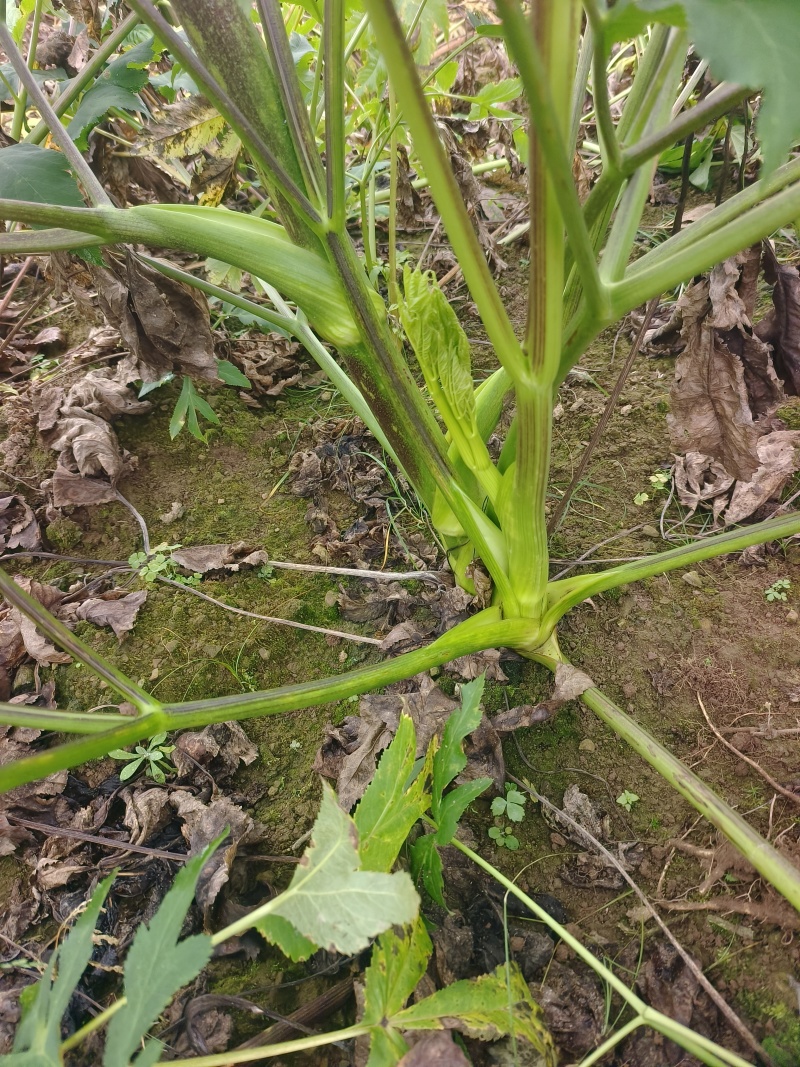 优质中药材独活根茎，场地直发，货源充足。