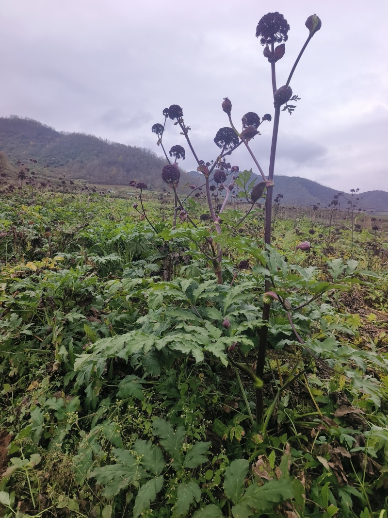 优质中药材独活根茎，场地直发，货源充足。
