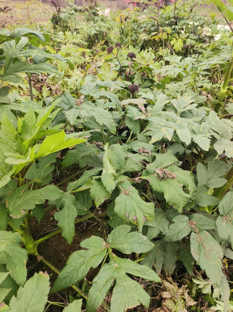 优质中药材独活根茎，场地直发，货源充足。