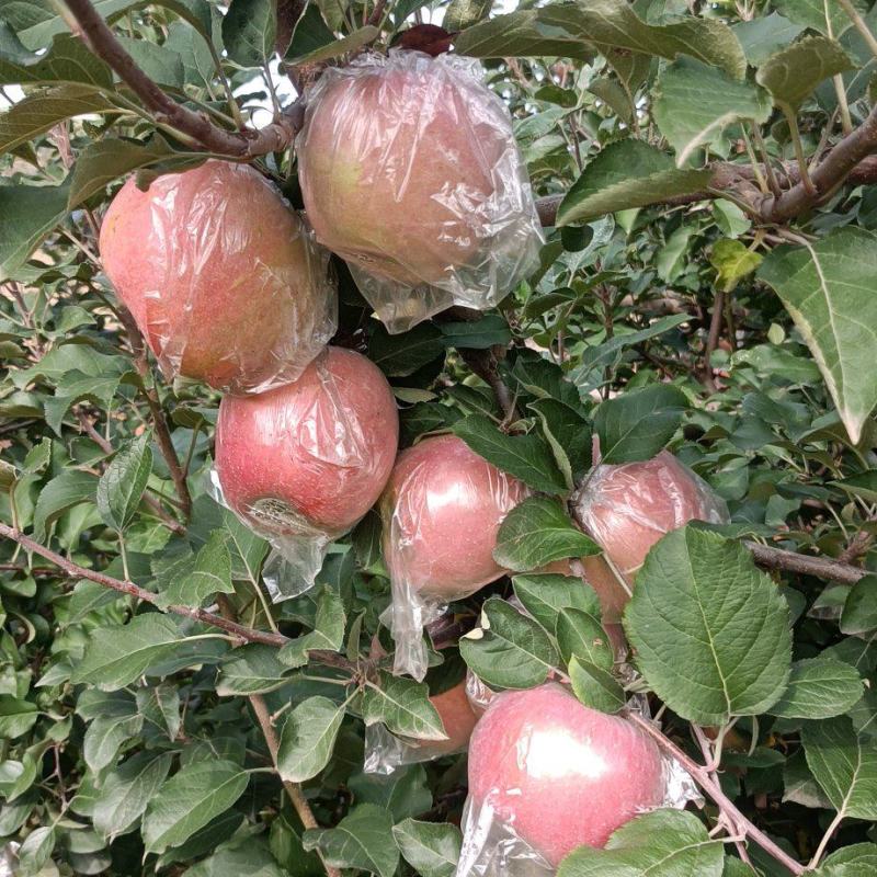 山西冰糖心红富士苹果味甜多汁个大均匀果面干净