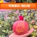 2024年圣诞节平安果预订定制红富士印字图案