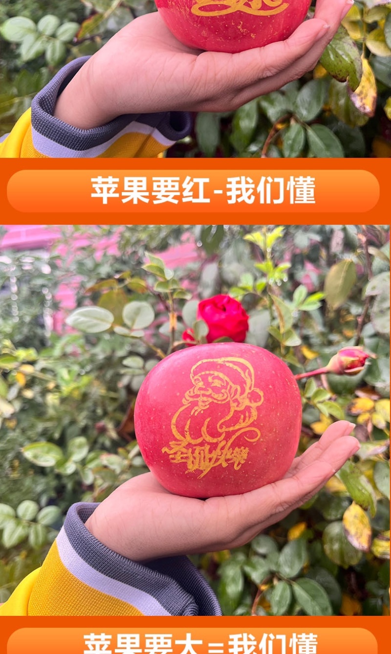 2024年圣诞节平安果预订定制红富士印字图案