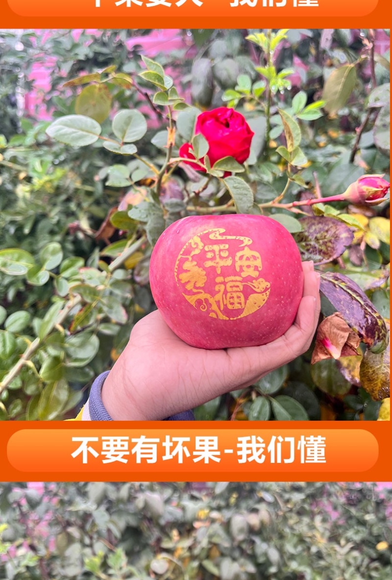 2024年圣诞节平安果预订定制红富士印字图案