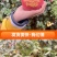 2024年圣诞节平安果预订定制红富士印字图案