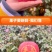 2024年圣诞节平安果预订定制红富士印字图案