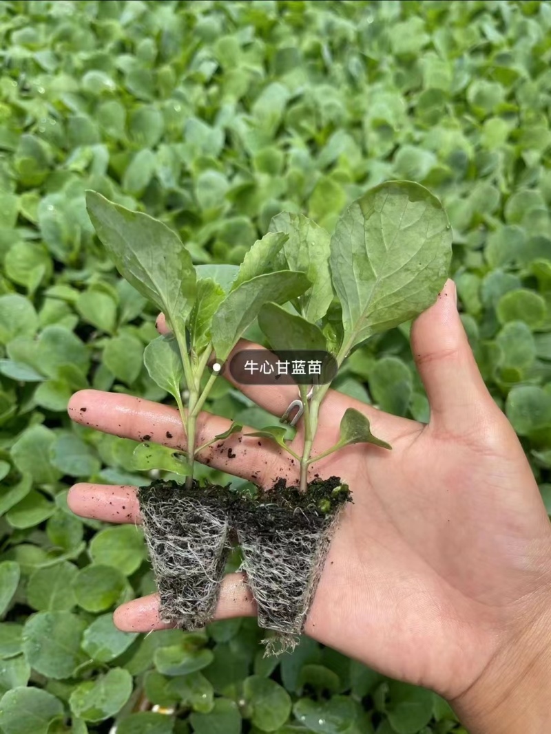 精品甘蓝苗质量保证