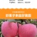 2024年圣诞节平安果预订定制红富士印字图案