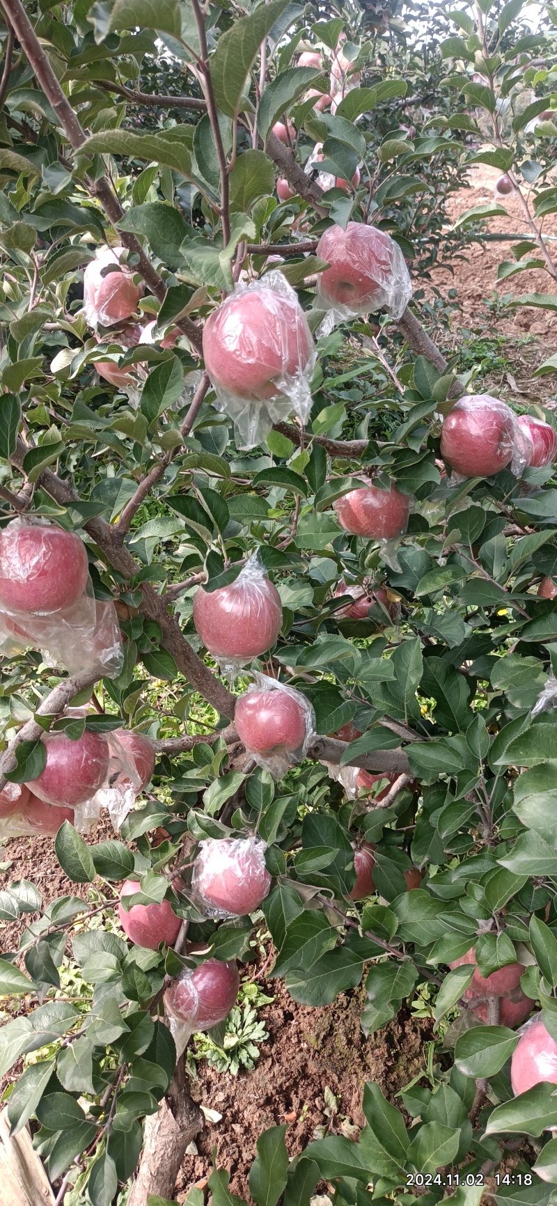 山西冰糖心红富士苹果味甜多汁个大均匀果面干净