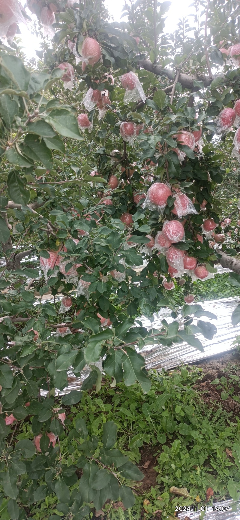 山西冰糖心红富士苹果味甜多汁个大均匀果面干净