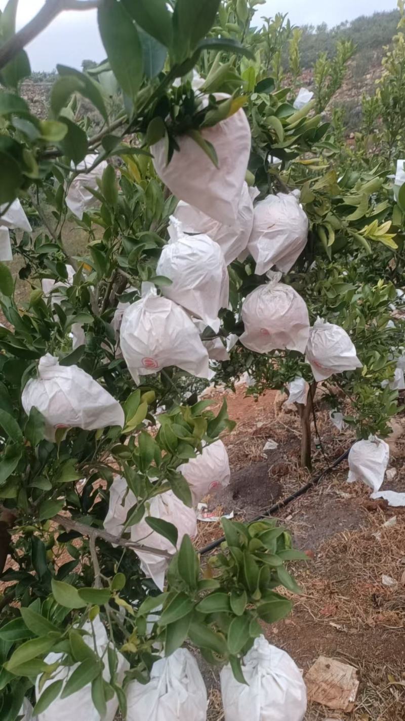 云南建水精品椪柑大量上市，基地实拍每天走车，看上的速联系