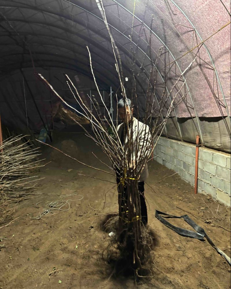 山楂苗苗圃直发，诚信经营，量大从优，可视频看货