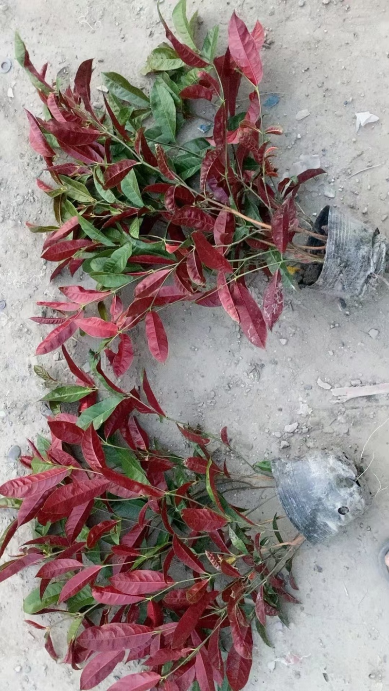 成都红背桂批发成都苗木基地供应各类规格红背桂