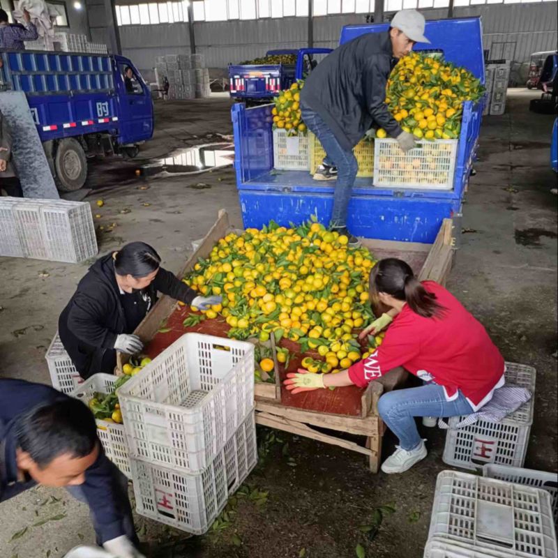四川蜜橘大量上市新鲜出炉了，**批发，各种规格都有