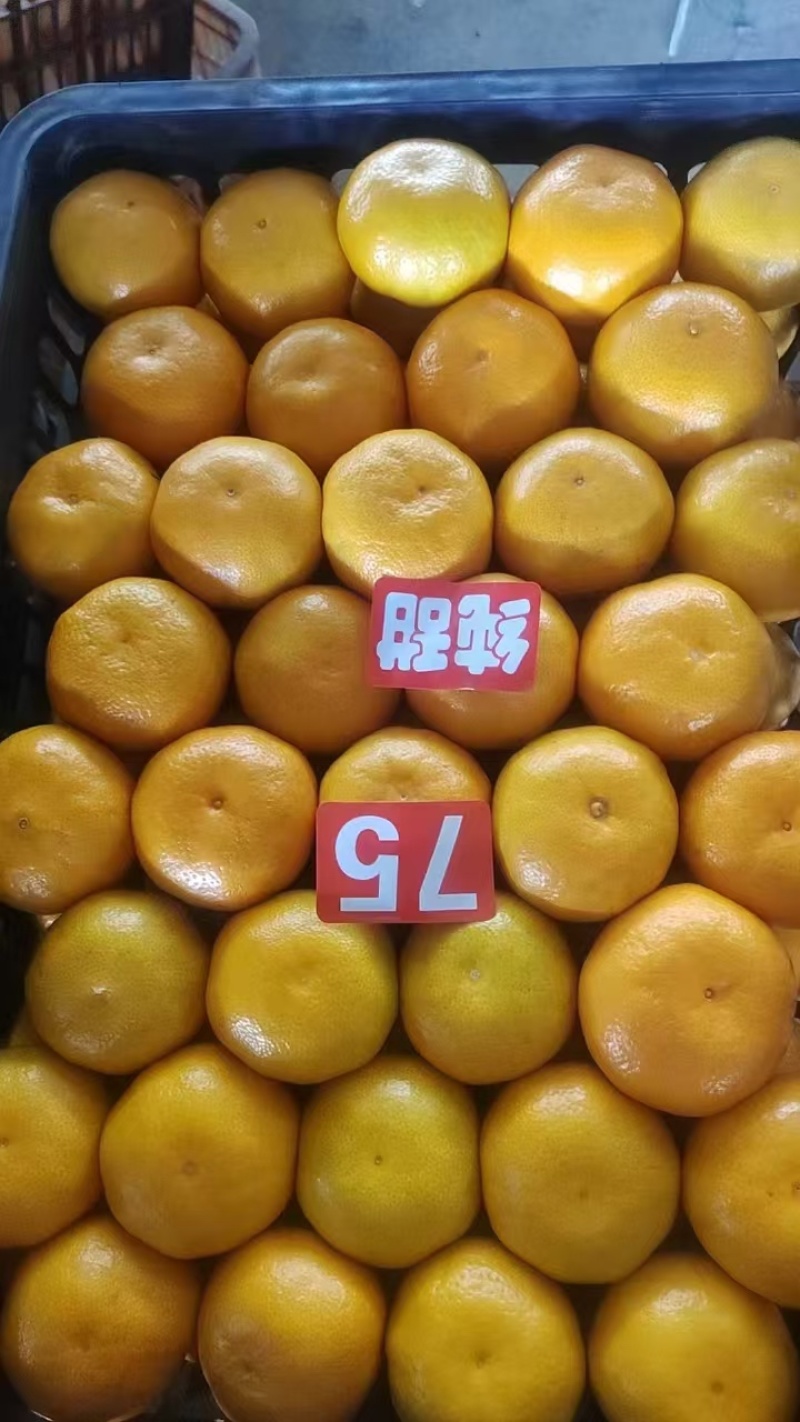四川蜜橘大量上市新鲜出炉了，**批发，各种规格都有
